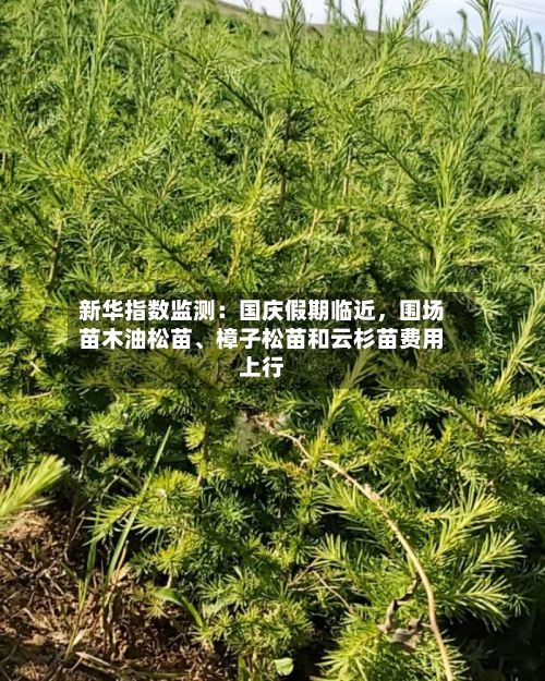 新华指数监测：国庆假期临近，围场苗木油松苗、樟子松苗和云杉苗费用上行
