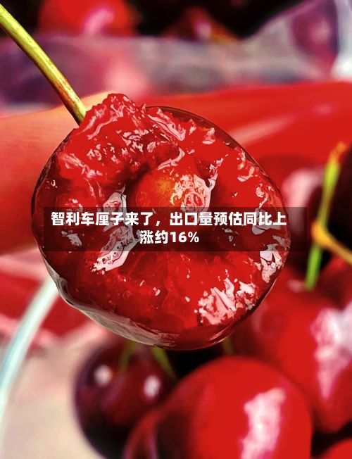 智利车厘子来了，出口量预估同比上涨约16%-第2张图片